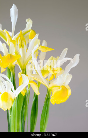 Reihe von gelben und weißen Iris auf grauem Hintergrund Stockfoto