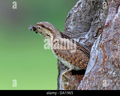 Eurasische Wendehals verlassen Nest Loch Stockfoto