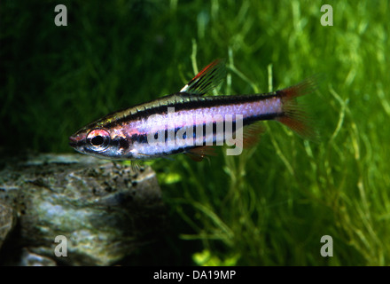 Pencilfish Nannostomus SP. "Rotstift" Lebiasinidae Guianas Stockfoto