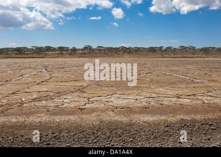 Getrocknete Salz Seenlandschaft, Ndutu-See, Ngorongoro Krater Conservation Area, Tansania, Afrika. Stockfoto