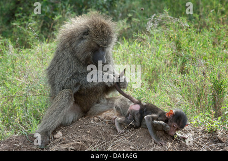 Olive Pavian (Papio Anubis) Mutter Pflege Babypavian, Serengeti Nationalpark, Tansania. Stockfoto