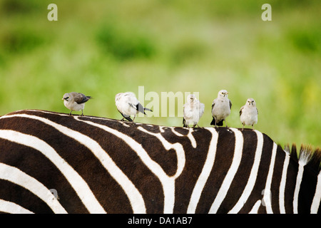 Flecht-Starling (Creatophora Cenerea) sitzt auf Zebra (Equus Guagga) Rücken, Serengeti Nationalpark, Tansania. Stockfoto