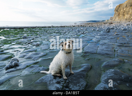 Hund auf felsigen Strand Nash Point Vale von Glamorgan South Wales UK Stockfoto