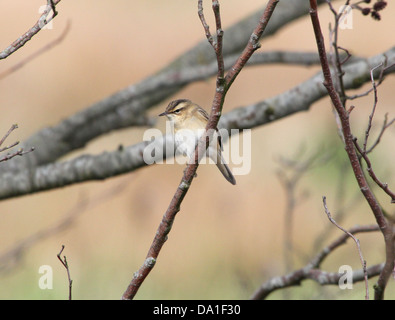 Schilfrohrsänger (Acrocephalus Schoenobaenus) posiert auf einem Ast Stockfoto