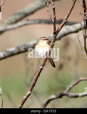 Sedge Warbler (Acrocephalus Schoenobaenus) posiert auf einem Ast und Zwitschern Stockfoto