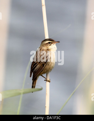 Nahaufnahme von einem Schilfrohrsänger (Acrocephalus Schoenobaenus) klammert sich an ein Rohr und singen (Serie von 12 Bildern) Stockfoto