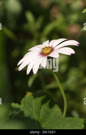 1 rosa Blüte Osteospermum Fruticosum Daisy viele Blütenblätter führt zu inneren Ring der Staubfäden Antheren Sonnentag Stockfoto