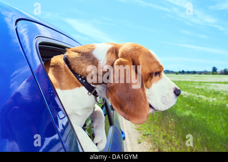 Die süße Beagle reist in das blaue Auto. Stockfoto