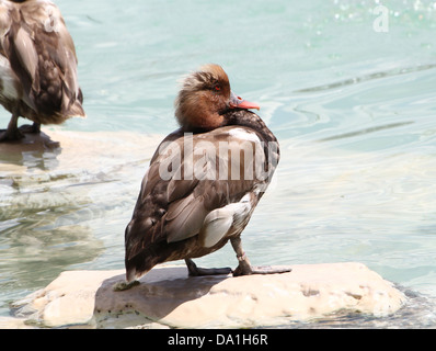 Detaillierte Nahaufnahme von den bunten männlichen rot-crested Tafelenten (Netta Rufina) Sonnen auf einem Felsen Stockfoto