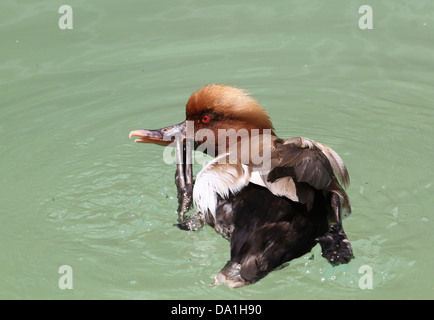 Detaillierte und lustig Nahaufnahme von den bunten männlichen rot-crested Tafelenten (Netta Rufina) kratzte sich am Kopf mit einem flipper Stockfoto