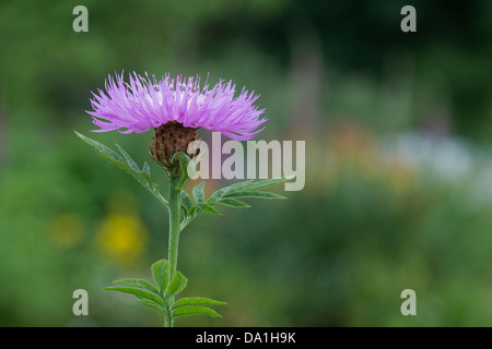 Centaurea 'So Sweet John Coutts. Flockenblume Stockfoto