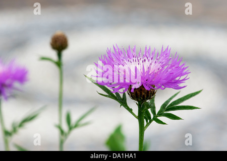 Centaurea 'So Sweet John Coutts. Flockenblume Stockfoto