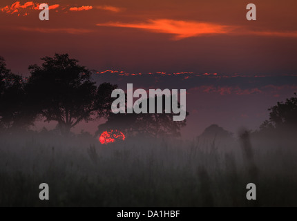 Nebel hängt tief wie Sonne über dem grasland von Okavango Delta in Botswana, Afrika Stockfoto