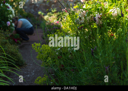 Teignmouth, Devon, England. 30. Juni 2013. Eine Dame ist in einem ummauerten Garten inmitten von Pflanzen und Laub im Garten. Stockfoto