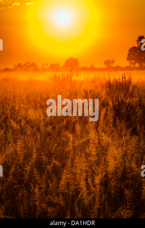 Nebel besiedelt sich über Grasland und zwei hohen isolierten Bäumen Afrika Stockfoto