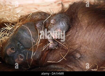 HANDOUT - A Zoo Rostock datiert 29. Juni 2013 zeigt Orang-Outang Sunda mit ihrem neugeborenen Kind in den Zoo in Rostock, Deutschland. Das Baby ist ein Mädchen und die ersten Orang-Outang nachkommen, da die Affen in den Darwineum vor neun Monaten umgezogen. Foto: Kerstin Genilke/Zoo Rostock Aufmerksamkeit! Verwenden Sie für redaktionelle und füllen Sie unter Bezeichnung der Quelle nur! Stockfoto