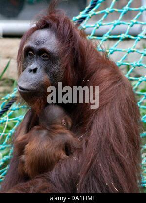 HANDOUT - A Zoo Rostock datiert 29. Juni 2013 zeigt Orang-Outang Sunda mit ihrem neugeborenen Kind in den Zoo in Rostock, Deutschland. Das Baby ist ein Mädchen und die ersten Orang-Outang nachkommen, da die Affen in den Darwineum vor neun Monaten umgezogen. Foto: Kerstin Genilke/Zoo Rostock Aufmerksamkeit! Verwenden Sie für redaktionelle und füllen Sie unter Bezeichnung der Quelle nur! Stockfoto