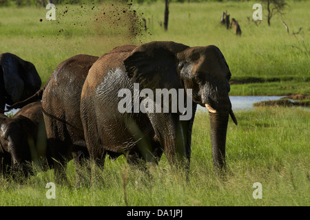 Elefant (Loxodonta Africana) mit Schlammbad, Hwange Nationalpark, Simbabwe, Südafrika Stockfoto