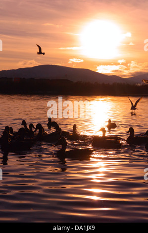 Sonnenuntergang am See mit Silhouette der Vögel und bunte Landschaft Berge Stockfoto