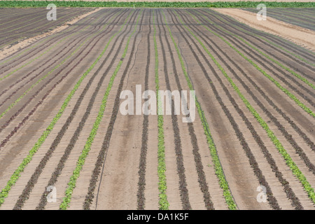 Ein verrechnete Feld mit Reihen von grünen und roten Sorten von Salat Salat vertikal. Stockfoto