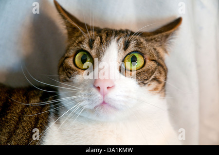 Porträt von Tabby und weiße Katze in die Kamera schaut. Schließen Sie die Ansicht. Stockfoto