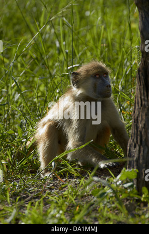 Young Chacma Pavian (Papio Ursinus), Hwange Nationalpark, Simbabwe, Südafrika Stockfoto