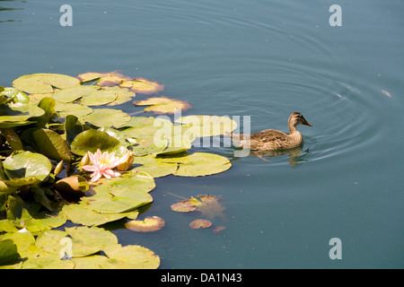 Seerose mit Ente, Wairakei International Golf Course, Taupo, Neuseeland. Stockfoto