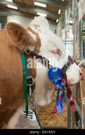 Preisgekrönte Bull an der Royal Cornwall Show UK Stockfoto