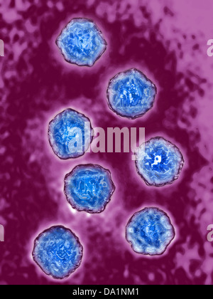 Polio-Virus, TEM Stockfoto, Bild: 134945887 - Alamy