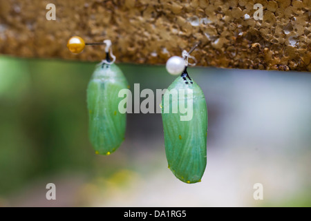 Monarchfalter (Danaus Plexippus) Puppe im Tierheim. Stockfoto