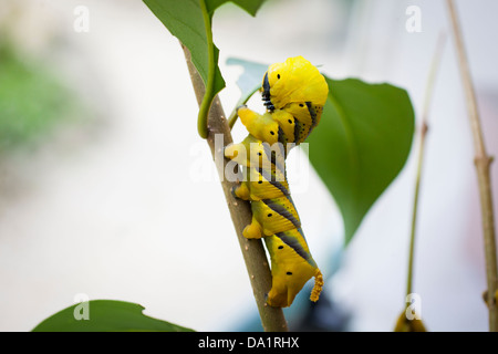 Gelben Totenkopf Hawkmoth (Acherontia Atropos) Raupe (Larve) Essen ein Blatt. Stockfoto