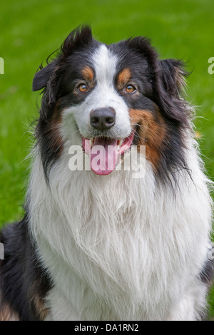 Nahaufnahme des Australian Shepherd / Aussie Hund (Canis Lupus Familiaris) sitzen im Garten Stockfoto