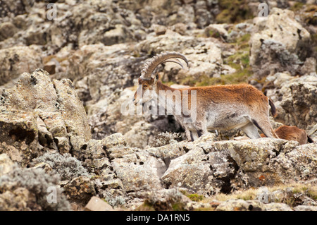 Walia Ibex (Capra Walie), Simien Mountains Nationalpark, Amhara Region, Nord-Äthiopien Stockfoto