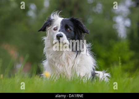 Nahaufnahme von Border-Collie (Canis Lupus Familiaris) liegen in der Wiese Stockfoto