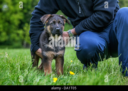 Eigentümer halten Elsässer / Deutscher Schäferhund Hund (Canis Lupus Familiaris) Welpen im Garten Stockfoto