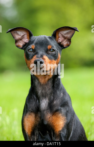 Nahaufnahme von Zwergpinscher / Zwergpinscher / min Pin Hund sitzen im Garten Stockfoto