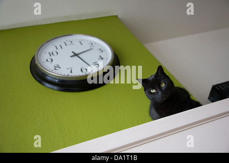 Uhr und schwarzen inländischen Hauskatze (Felis Catus) ruht auf Kaminsims im Wohnzimmer des Hauses Stockfoto