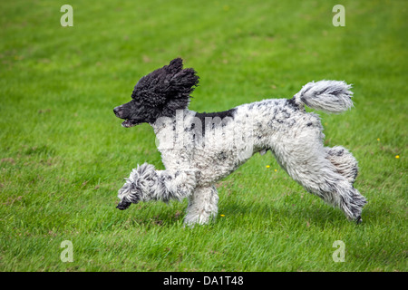 Black And White Harlekin Pudel (Canis Lupus Familiaris) im Garten Stockfoto