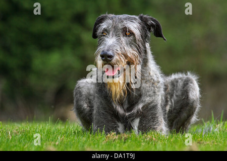 Irischer Wolfshund (Canis Lupus Familiaris) liegen im Garten Stockfoto