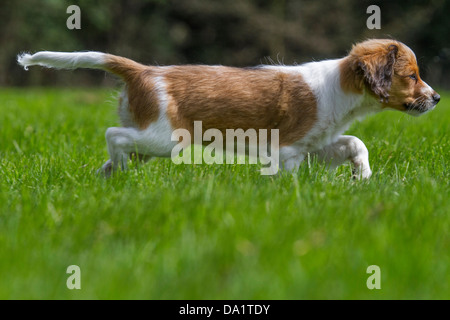 Kooikerhondje / Kooiker Hund (Canis Lupus Familiaris), verwendet für die Entenjagd, im Garten, Niederlande Stockfoto