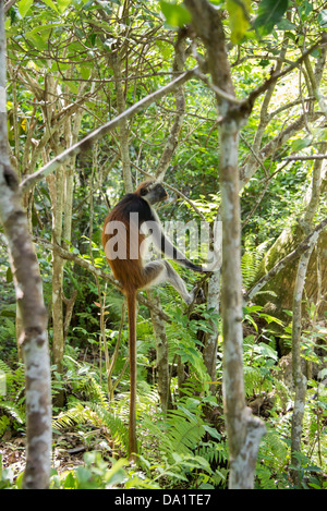 Roten Colobus Affen (Procolobus Kirkii). Jozani Chwaka Bay National Park, Sansibar, Vereinigte Republik Tansania, Ostafrika. Stockfoto