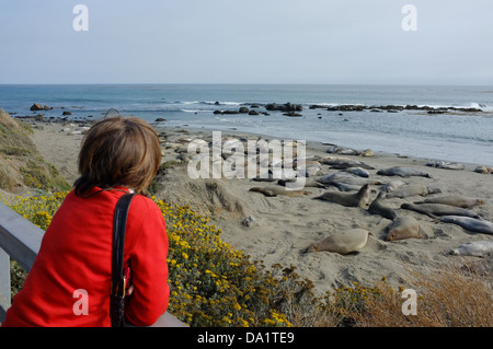 See-Elefanten Kolonie Point Piedras Blancas, Cabrillo Highway, Kalifornien USA Stockfoto