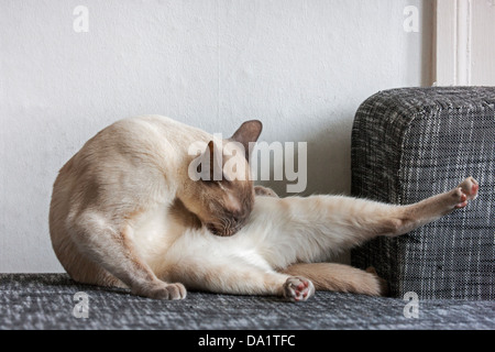 Tonkinese Cat, Ergebnis einer jüngsten Kreuzungen zwischen Siam und Birma Katzen-Rassen, Pflege Fell durch lecken Stockfoto