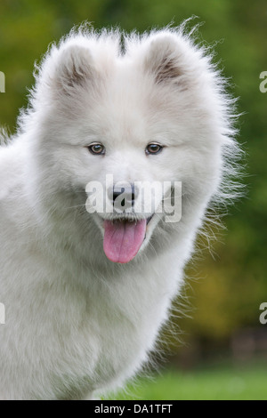 Weißen Samojeden Hund / Bjelkier, sibirische Rasse im Garten Stockfoto