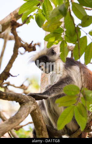 Roten Colobus Affen (Procolobus Kirkii). Jozani Chwaka Bay National Park, Sansibar, Vereinigte Republik Tansania, Ostafrika. Stockfoto