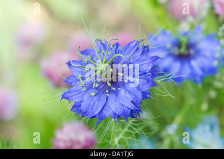 Nigella Damascena. Liebe in einem Nebel Blume Stockfoto