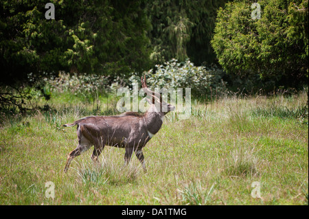 Männliche Berg Nyala (Tragelaphus Buxtoni) oder Balbok, Bale Mountains, Äthiopien Stockfoto