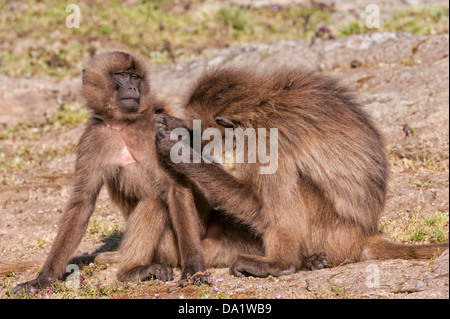 Gelada Pavian (Theropithecus Gelada) pflegen einander, Simien Mountains Nationalpark, Nord-Äthiopien Stockfoto