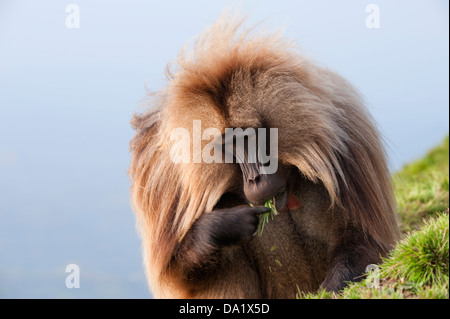 Gelada Pavian (Theropithecus Gelada), Simien Mountains Nationalpark, Nord-Äthiopien Stockfoto