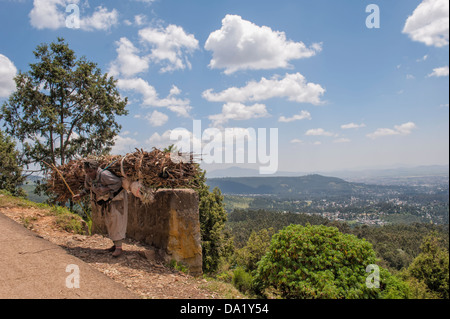 Frau, die ein Bündel von Eukalyptusholz, Addis Ababa, Äthiopien Stockfoto